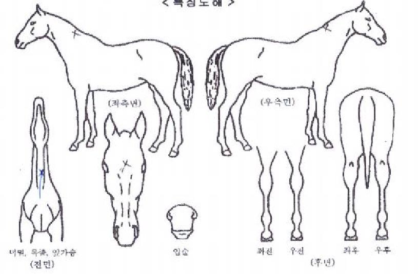 ���弱������ ����,���,�޸�,�λ�,�ٸ��� Ư¡����