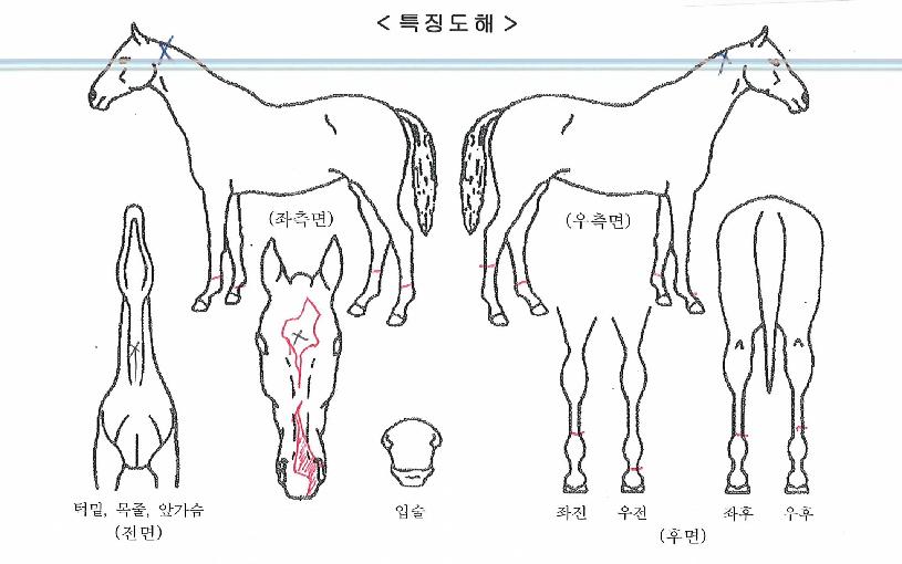 À§Áî°ÔÆÄµåÀÇ Ãø¸é,¿ì¸é,µÞ¸é,µÎ»ó,´Ù¸®ÀÇ Æ¯Â¡µµÇØ