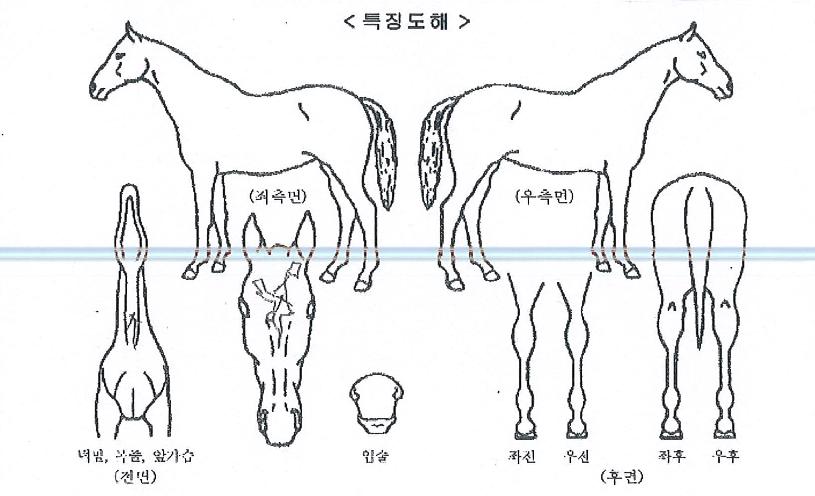 ¼øÃµ±×·¹ÀÌÀÇ Ãø¸é,¿ì¸é,µÞ¸é,µÎ»ó,´Ù¸®ÀÇ Æ¯Â¡µµÇØ