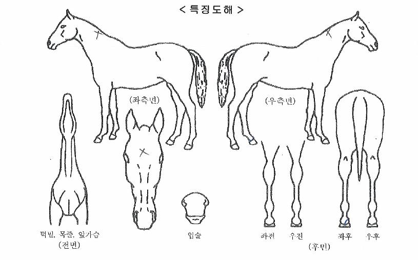 ·±´øºòÅ丮ÀÇ Ãø¸é,¿ì¸é,µÞ¸é,µÎ»ó,´Ù¸®ÀÇ Æ¯Â¡µµÇØ