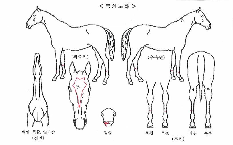 ���ǿ���� ����,���,�޸�,�λ�,�ٸ��� Ư¡����