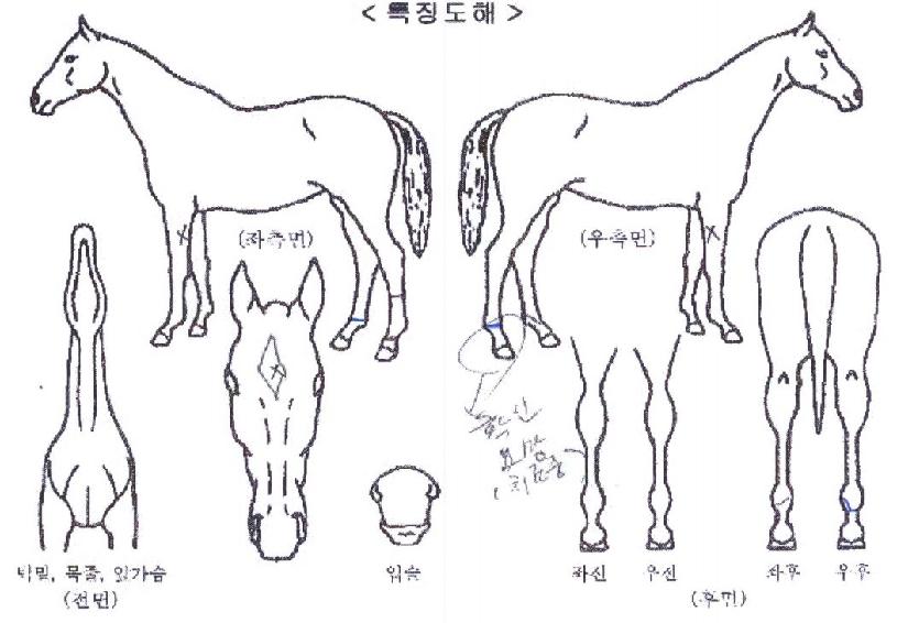 ÅÙ±×·¹ÀÇ Ãø¸é,¿ì¸é,µÞ¸é,µÎ»ó,´Ù¸®ÀÇ Æ¯Â¡µµÇØ