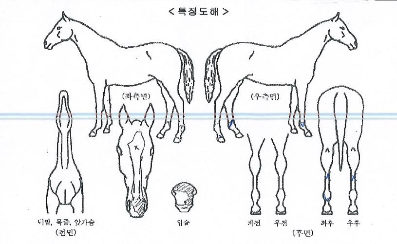 ĵ���������� ����,���,�޸�,�λ�,�ٸ��� Ư¡����