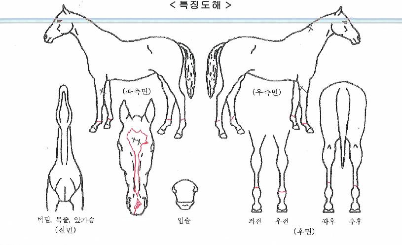 Ƽ����м��� ����,���,�޸�,�λ�,�ٸ��� Ư¡����