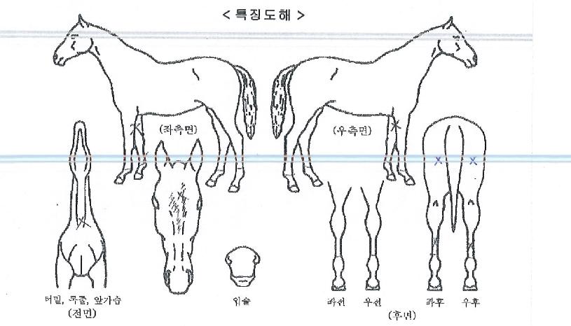 ¼¼±¤½ð»ìÀÇ Ãø¸é,¿ì¸é,µÞ¸é,µÎ»ó,´Ù¸®ÀÇ Æ¯Â¡µµÇØ