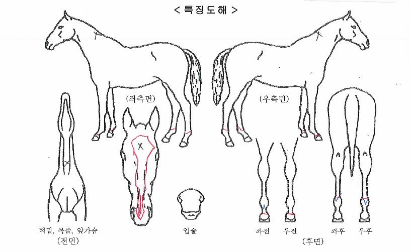 ¿ì¸¶Æ÷ÀÌÀÇ Ãø¸é,¿ì¸é,µÞ¸é,µÎ»ó,´Ù¸®ÀÇ Æ¯Â¡µµÇØ