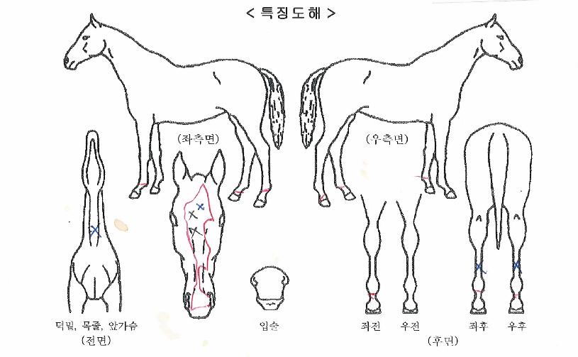 �۶��콺�� ����,���,�޸�,�λ�,�ٸ��� Ư¡����