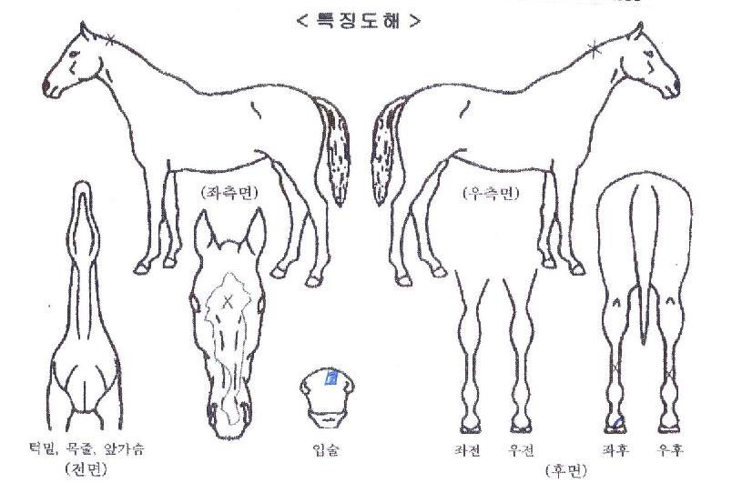 Ȳ���� ����,���,�޸�,�λ�,�ٸ��� Ư¡����