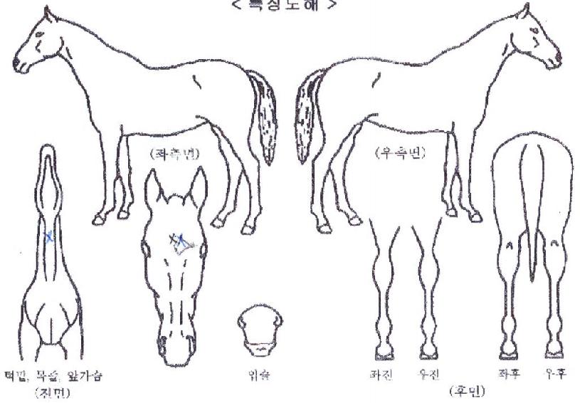 ���̾�üũ�� ����,���,�޸�,�λ�,�ٸ��� Ư¡����