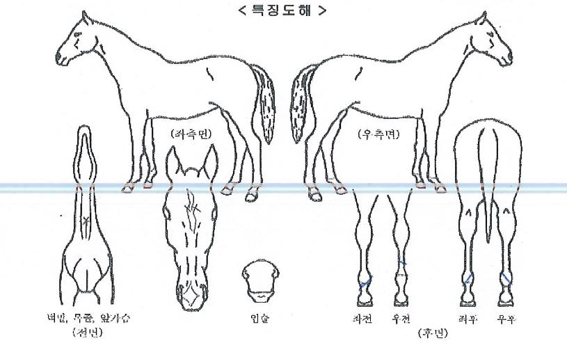 ÇÁ·Î½ÃµåÀÇ Ãø¸é,¿ì¸é,µÞ¸é,µÎ»ó,´Ù¸®ÀÇ Æ¯Â¡µµÇØ