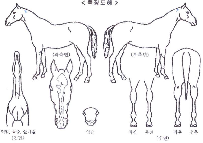 �ڽ���ġ�� ����,���,�޸�,�λ�,�ٸ��� Ư¡����