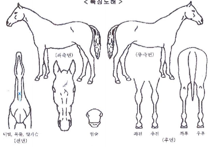 ºê¶óº¸½ÅÈÀÇ Ãø¸é,¿ì¸é,µÞ¸é,µÎ»ó,´Ù¸®ÀÇ Æ¯Â¡µµÇØ