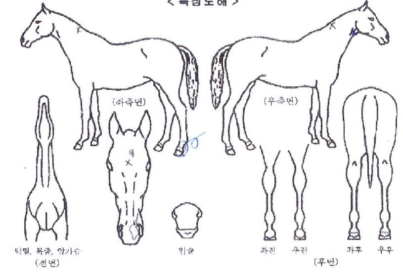 ���̱۽�ī���� ����,���,�޸�,�λ�,�ٸ��� Ư¡����