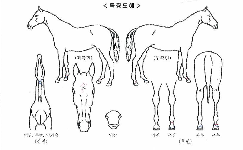 µ¿Å°Ç÷¹ÀÌÀÇ Ãø¸é,¿ì¸é,µÞ¸é,µÎ»ó,´Ù¸®ÀÇ Æ¯Â¡µµÇØ