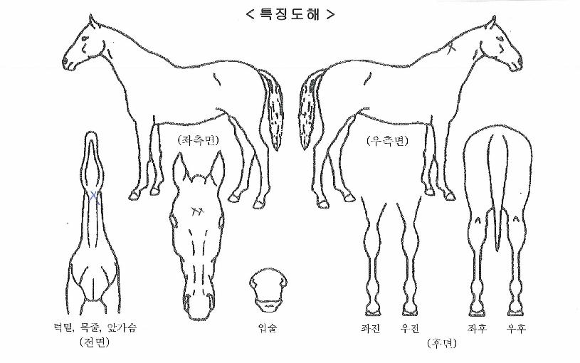 ����극��Ŀ�� ����,���,�޸�,�λ�,�ٸ��� Ư¡����