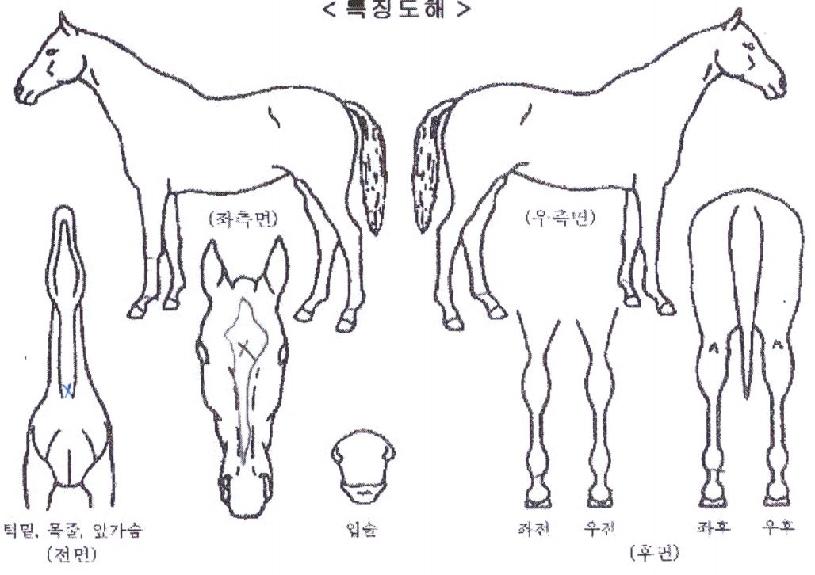 Å©·¹ÀÌÁö·¹¿ÀÀÇ Ãø¸é,¿ì¸é,µÞ¸é,µÎ»ó,´Ù¸®ÀÇ Æ¯Â¡µµÇØ