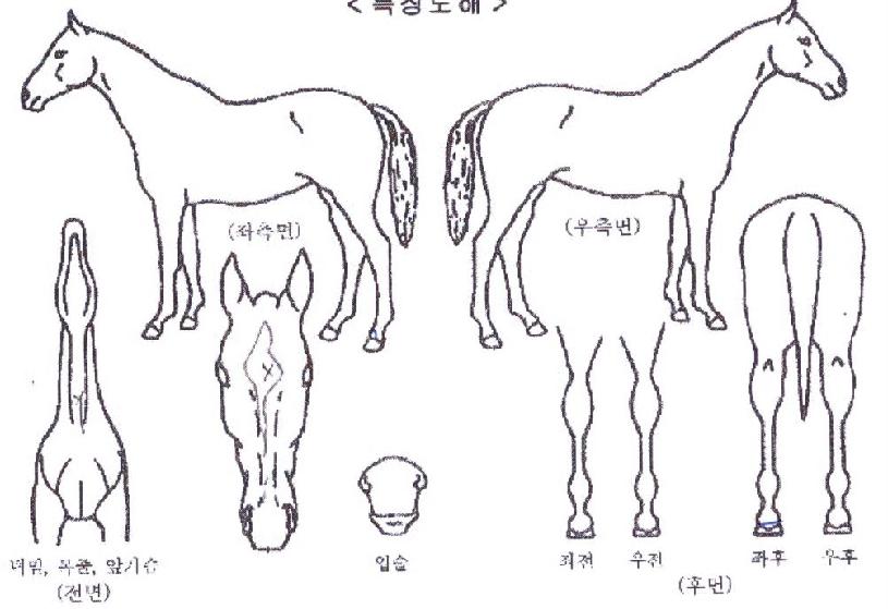 »ï¹Ùºê¶óº¸ÀÇ Ãø¸é,¿ì¸é,µÞ¸é,µÎ»ó,´Ù¸®ÀÇ Æ¯Â¡µµÇØ