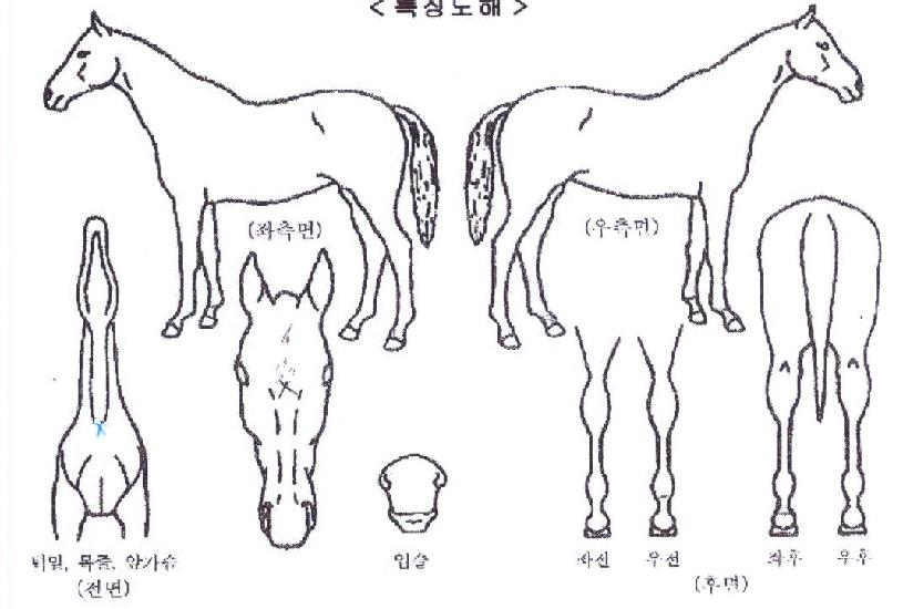 Äý¿Àºêµå·¡°ïÀÇ Ãø¸é,¿ì¸é,µÞ¸é,µÎ»ó,´Ù¸®ÀÇ Æ¯Â¡µµÇØ