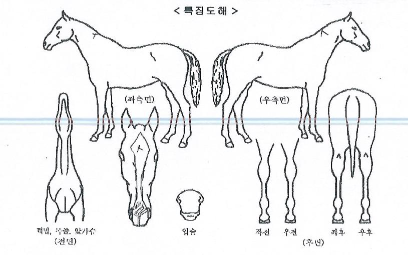 ����Ʈ����Ʈ�� ����,���,�޸�,�λ�,�ٸ��� Ư¡����