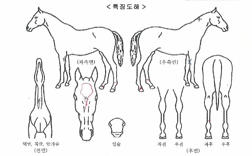 ±Ý¾Æ¸ð¸àÅͽºÀÇ Ãø¸é,¿ì¸é,µÞ¸é,µÎ»ó,´Ù¸®ÀÇ Æ¯Â¡µµÇØ