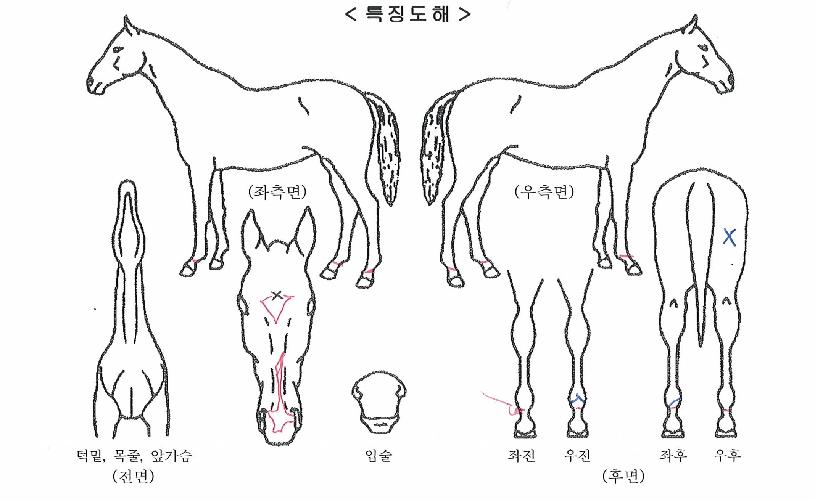 ÇöóÀ×½ºÅ¸ÀÇ Ãø¸é,¿ì¸é,µÞ¸é,µÎ»ó,´Ù¸®ÀÇ Æ¯Â¡µµÇØ