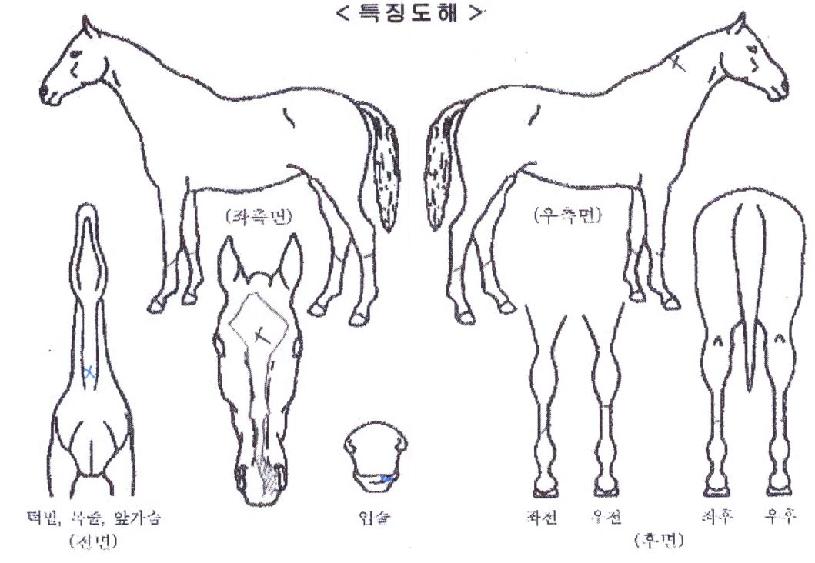 ���̾������ ����,���,�޸�,�λ�,�ٸ��� Ư¡����