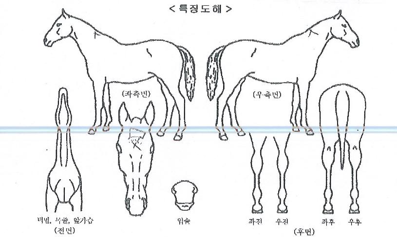 ¼Ö·¹¾îÀÇ Ãø¸é,¿ì¸é,µÞ¸é,µÎ»ó,´Ù¸®ÀÇ Æ¯Â¡µµÇØ