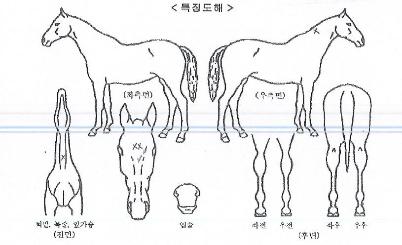 »þÀÌ´×ÂüÀÇ Ãø¸é,¿ì¸é,µÞ¸é,µÎ»ó,´Ù¸®ÀÇ Æ¯Â¡µµÇØ