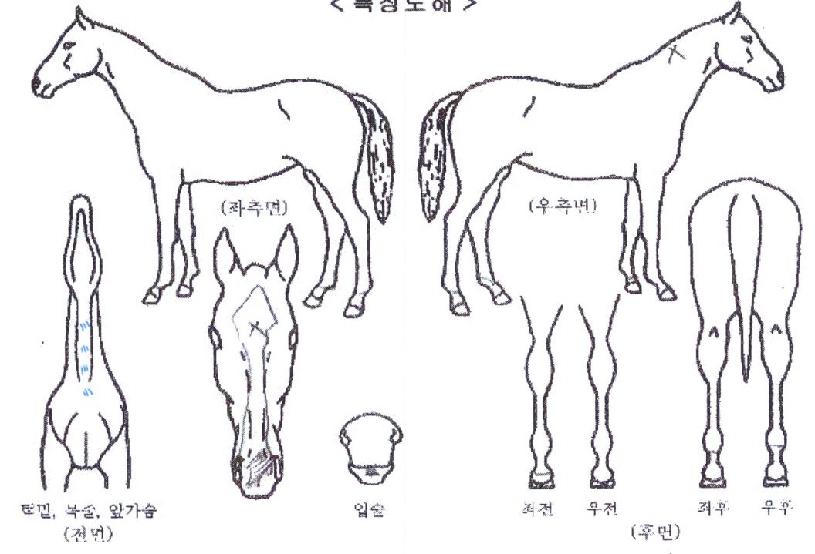 µðÆæ½ºÇ÷¹ÀÌÀÇ Ãø¸é,¿ì¸é,µÞ¸é,µÎ»ó,´Ù¸®ÀÇ Æ¯Â¡µµÇØ