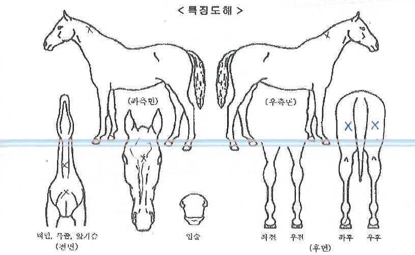 ���������� ����,���,�޸�,�λ�,�ٸ��� Ư¡����