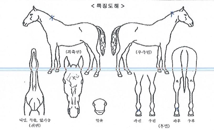 ����ũ������ ����,���,�޸�,�λ�,�ٸ��� Ư¡����