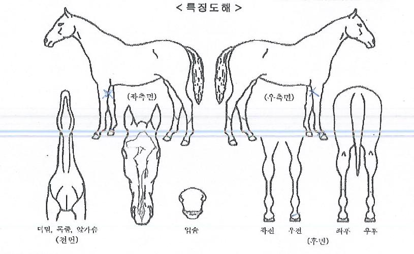 �������� ����,���,�޸�,�λ�,�ٸ��� Ư¡����