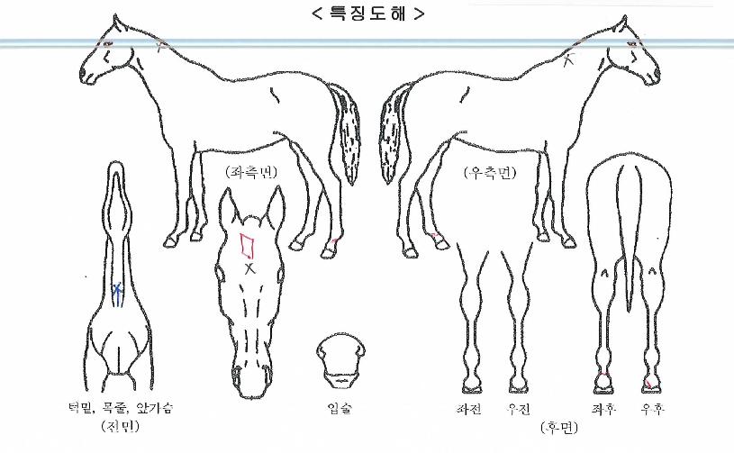 À§µå¹Ìºí·çÀÇ Ãø¸é,¿ì¸é,µÞ¸é,µÎ»ó,´Ù¸®ÀÇ Æ¯Â¡µµÇØ