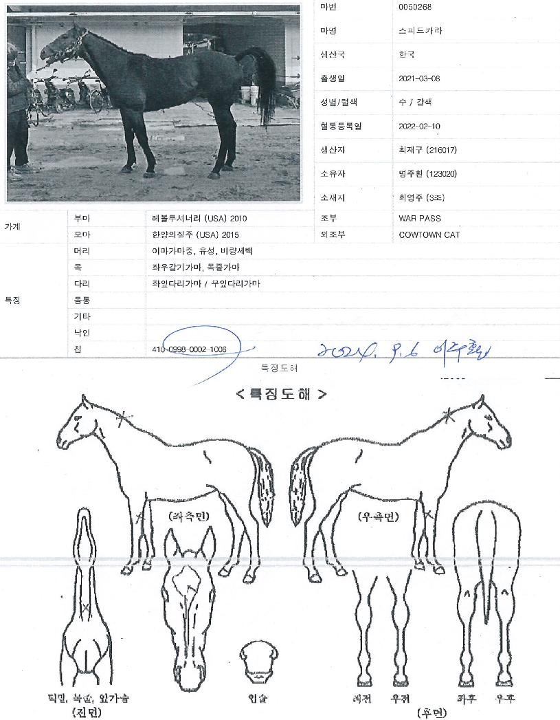 ½ºÇǵåÄ«¶óÀÇ Ãø¸é,¿ì¸é,µÞ¸é,µÎ»ó,´Ù¸®ÀÇ Æ¯Â¡µµÇØ