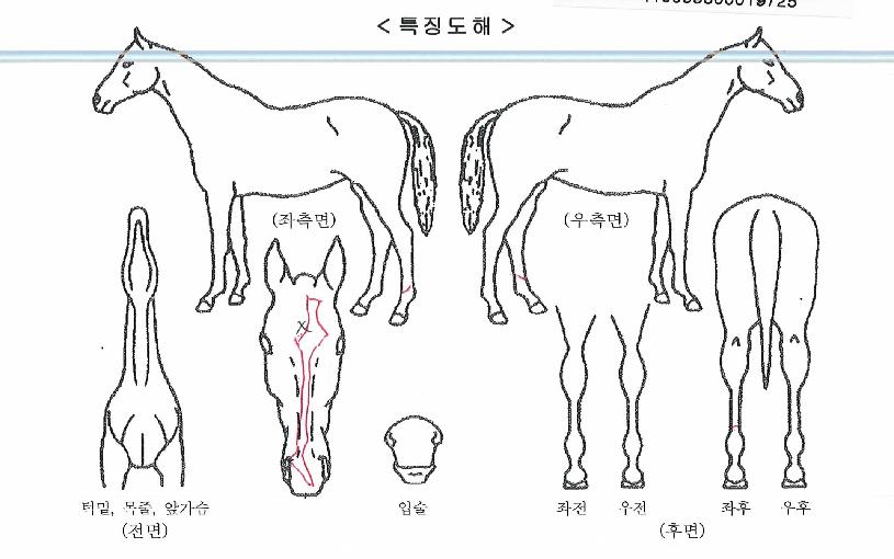 ·¹À̵ðºí·çÀÇ Ãø¸é,¿ì¸é,µÞ¸é,µÎ»ó,´Ù¸®ÀÇ Æ¯Â¡µµÇØ