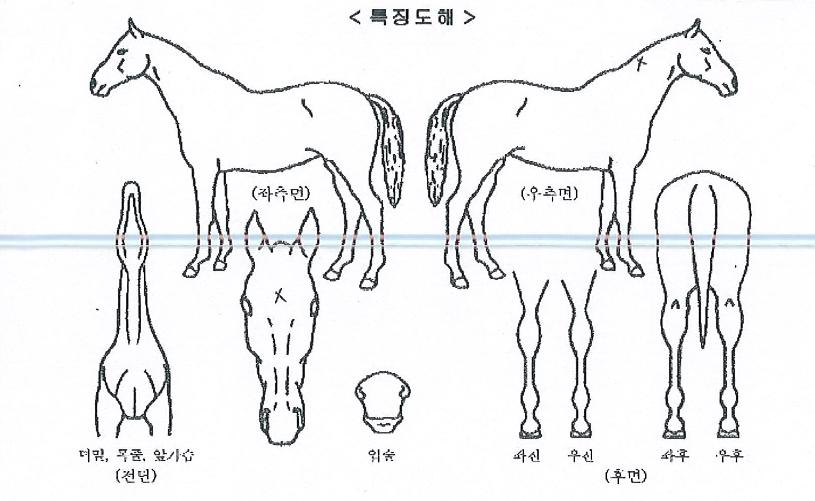 ¿µ¿øÇ϶óÀÇ Ãø¸é,¿ì¸é,µÞ¸é,µÎ»ó,´Ù¸®ÀÇ Æ¯Â¡µµÇØ