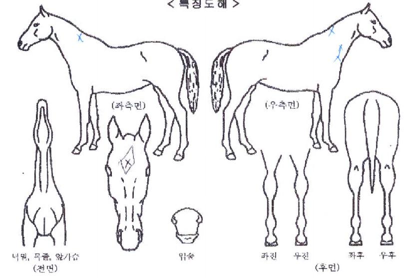 ¼±Í¼¹ÌÆ®ÀÇ Ãø¸é,¿ì¸é,µÞ¸é,µÎ»ó,´Ù¸®ÀÇ Æ¯Â¡µµÇØ