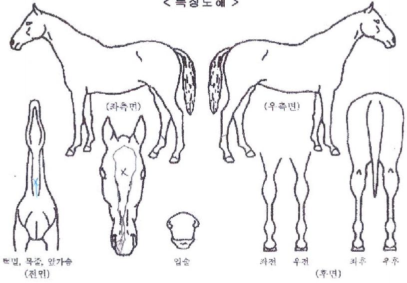 �帮�ֺ����� ����,���,�޸�,�λ�,�ٸ��� Ư¡����