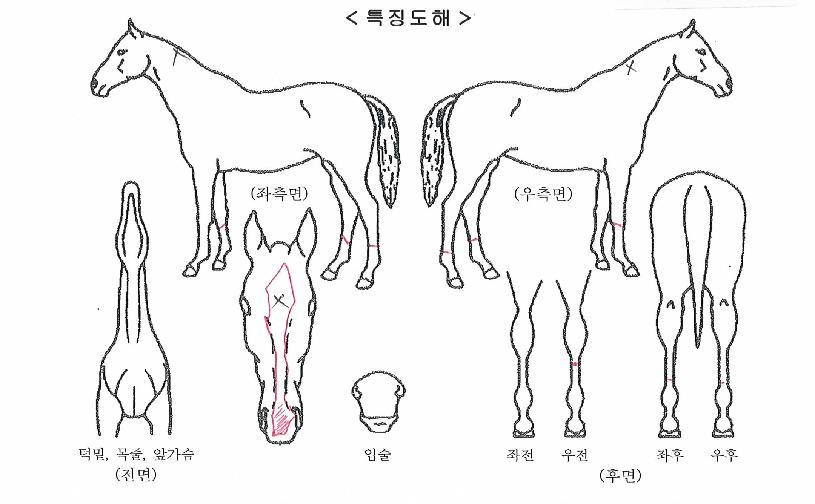 �ö��׶��̾��� ����,���,�޸�,�λ�,�ٸ��� Ư¡����