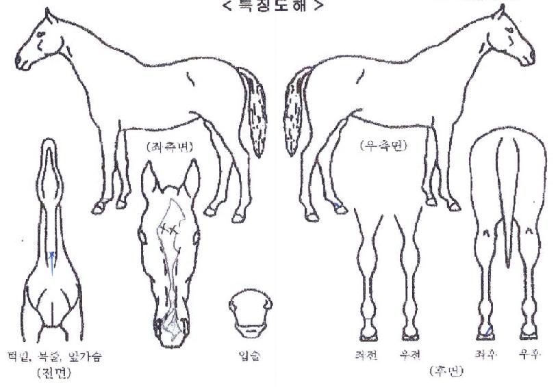 ±ÂÅõ½ÃÀ¯ÀÇ Ãø¸é,¿ì¸é,µÞ¸é,µÎ»ó,´Ù¸®ÀÇ Æ¯Â¡µµÇØ