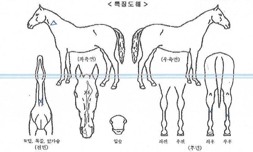 ������Ƽ�� ����,���,�޸�,�λ�,�ٸ��� Ư¡����