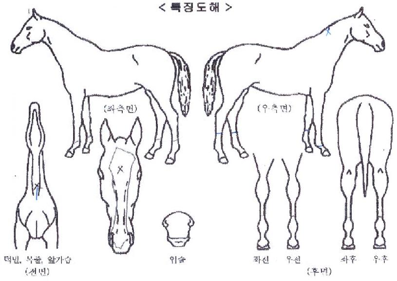 ������ǴϽ��� ����,���,�޸�,�λ�,�ٸ��� Ư¡����