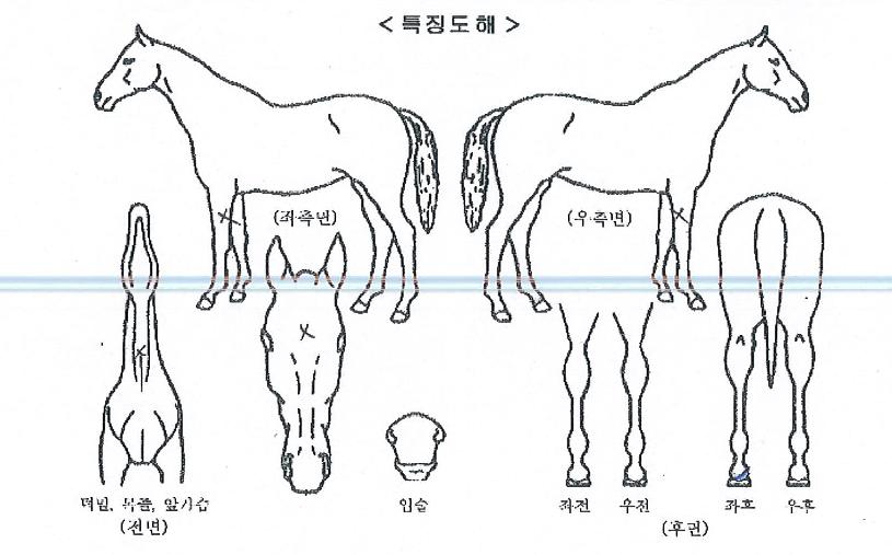 ����ī������ ����,���,�޸�,�λ�,�ٸ��� Ư¡����