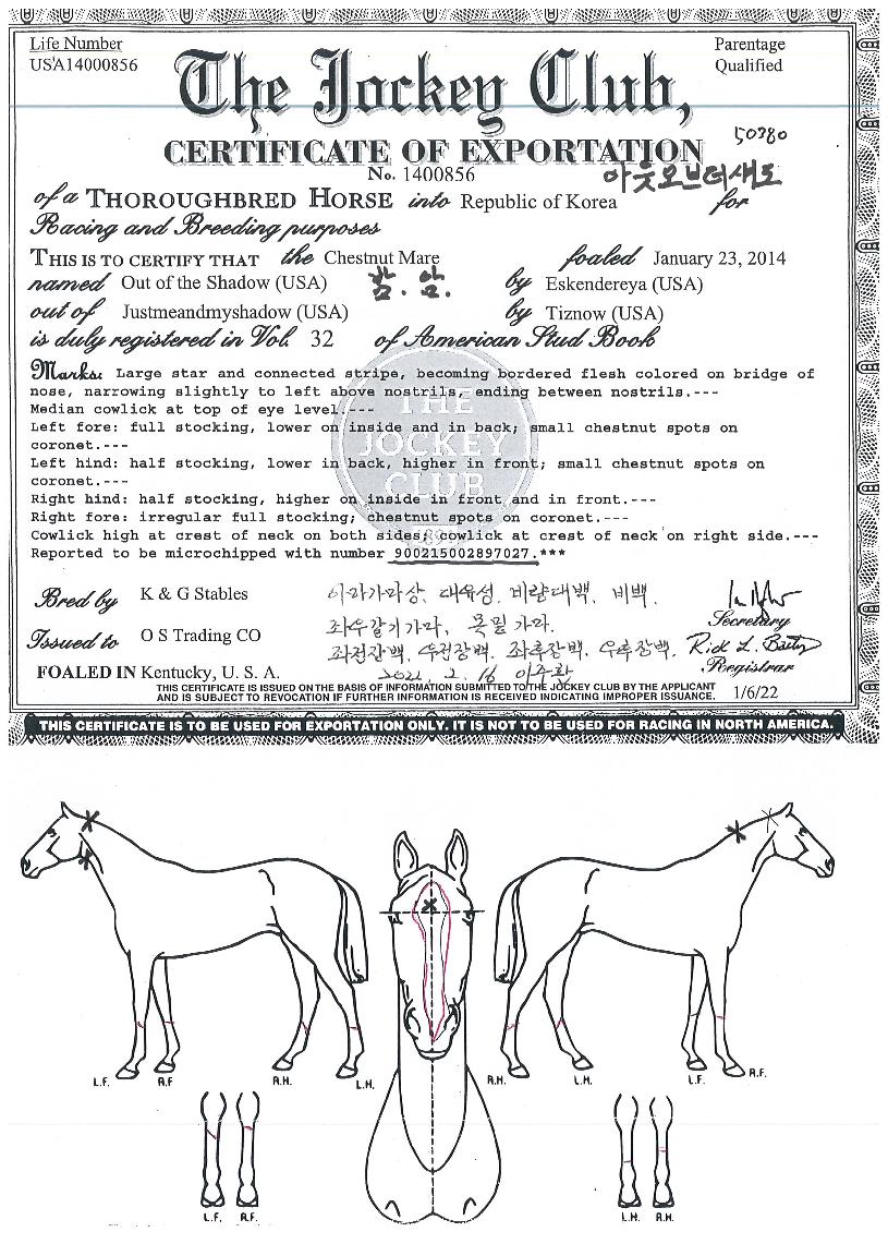 ¾Æ¿ô¿Àºê´õ¼¨µµÀÇ Ãø¸é,¿ì¸é,µÞ¸é,µÎ»ó,´Ù¸®ÀÇ Æ¯Â¡µµÇØ