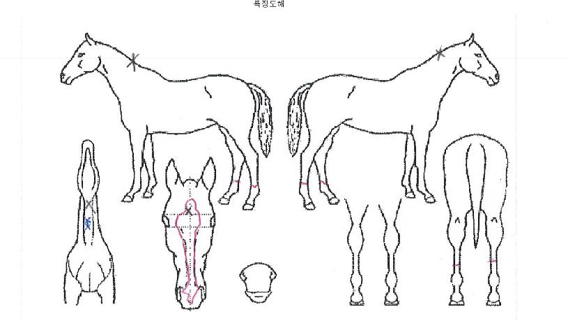 ¸È¸®½ºÄýÀÇ Ãø¸é,¿ì¸é,µÞ¸é,µÎ»ó,´Ù¸®ÀÇ Æ¯Â¡µµÇØ