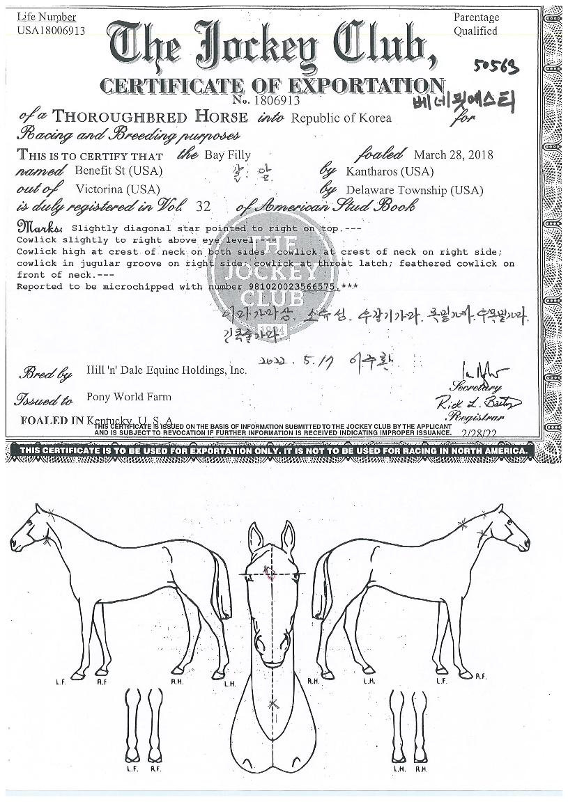 º£³×ÇÍ¿¡½ºÆ¼ÀÇ Ãø¸é,¿ì¸é,µÞ¸é,µÎ»ó,´Ù¸®ÀÇ Æ¯Â¡µµÇØ