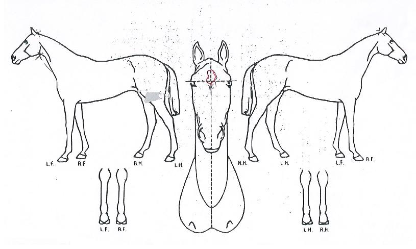 �������� ����,���,�޸�,�λ�,�ٸ��� Ư¡����