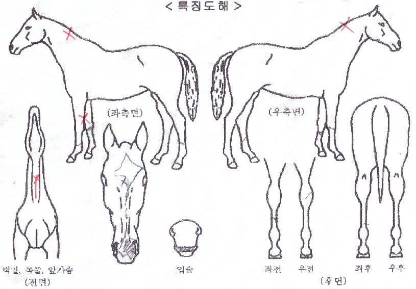 ºí·ç¸ó½ºÅÍÀÇ Ãø¸é,¿ì¸é,µÞ¸é,µÎ»ó,´Ù¸®ÀÇ Æ¯Â¡µµÇØ