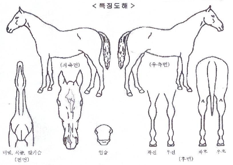 º£½ºÆ®¹ë·ùÀÇ Ãø¸é,¿ì¸é,µÞ¸é,µÎ»ó,´Ù¸®ÀÇ Æ¯Â¡µµÇØ