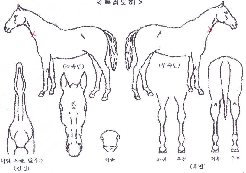 ����ŷ������ ����,���,�޸�,�λ�,�ٸ��� Ư¡����